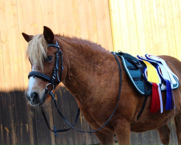 horse Leopold von Schlonzberge (Shetland Pony, 2011)