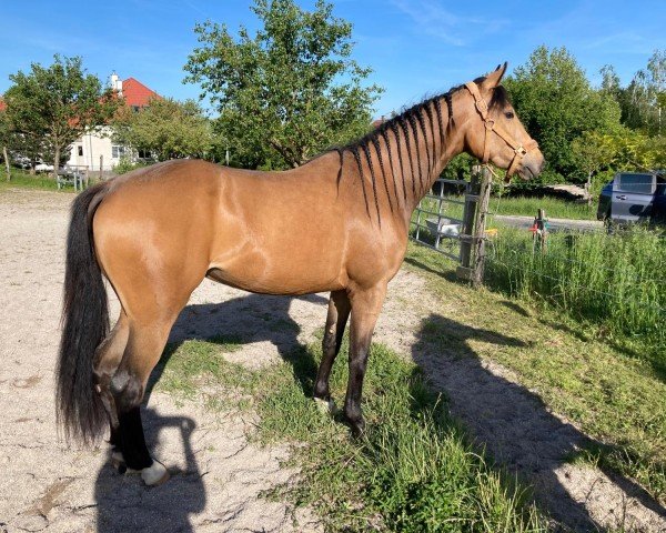 horse My Milky Surprice (German Horse, 2022, from Milky Way GF)