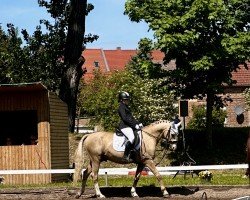 stallion Diego Forlan (German Riding Pony, 2010, from Dance Star AT NRW)