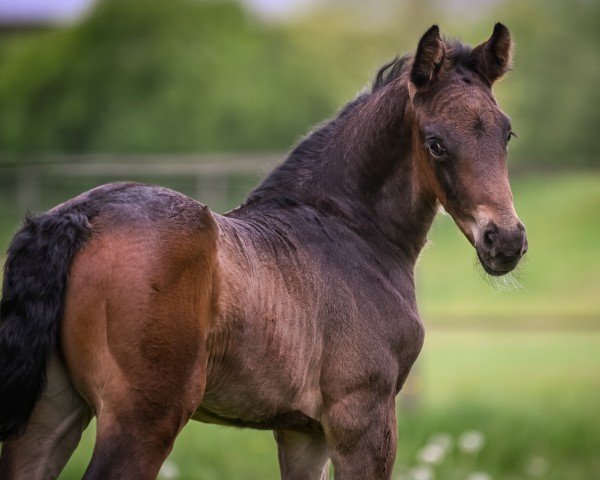 Fohlen von Zion (Schweizer Warmblut, 2025, von Zoom)