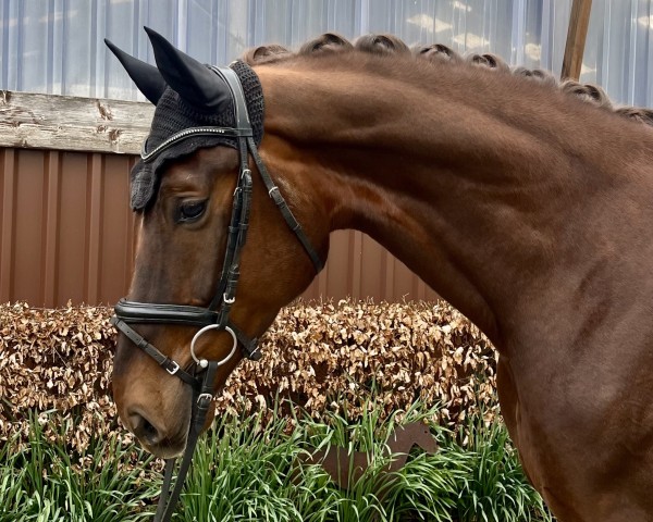 Dressurpferd Sid (Westfale, 2020, von Selectric)