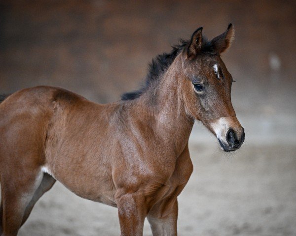 broodmare Crazy Bella Donna (Swiss Warmblood,  , from Coeur de Bella Donna)