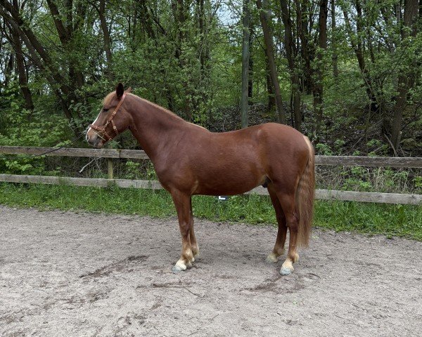 Pferd Tartan Boy (Connemara-Pony, 2021, von Western Boy)