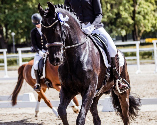 Dressurpferd Haitse (Friese, 2010, von Beart 411)