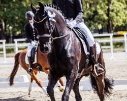 dressage horse Haitse (Friese, 2010, from Beart 411)