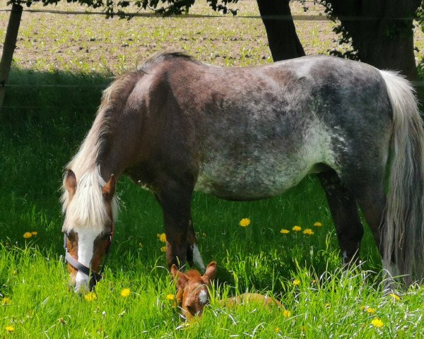 broodmare Moorkieker Chanel (Welsh-Pony (Section B), 2000, from Moorkieker Gawain)