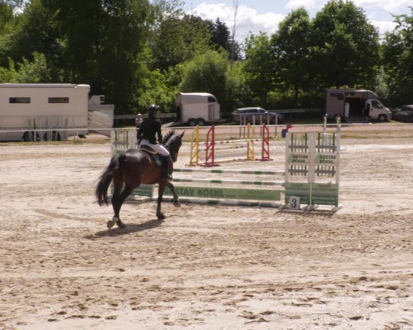 Reitturnier Heiligenwald 2025
