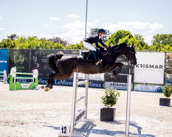 jumper Continental 13 (Württemberger, 2013, from Contendro I)