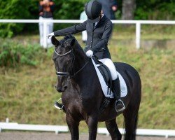 Dressurpferd Dallington (Westfale, 2005, von Dancing Dynamite)
