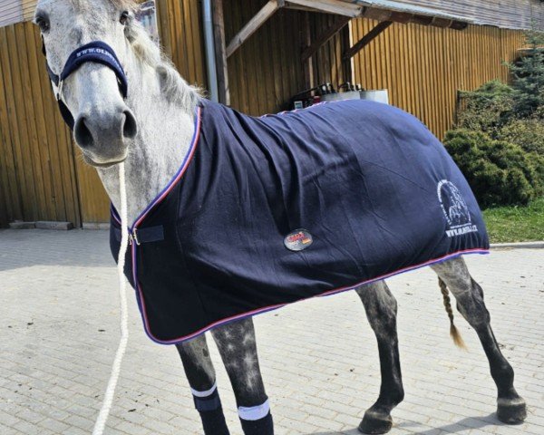 Pferd Sr - Nordstern (Belgisches Warmblut, 2017)