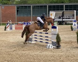 jumper Qualitus Prime B (Holsteiner, 2011, from Quirado)
