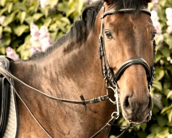 dressage horse Shakespeare 64 (Thuringia, 2002, from Sandros)