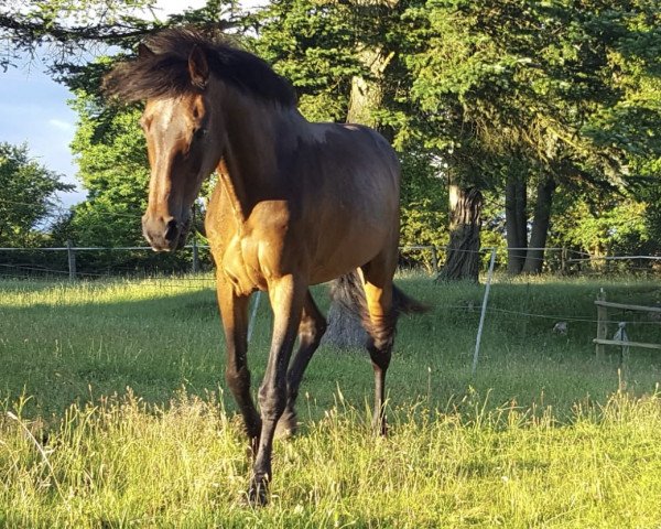horse Adriano (Brandenburg, 1993, from Abendsturm)