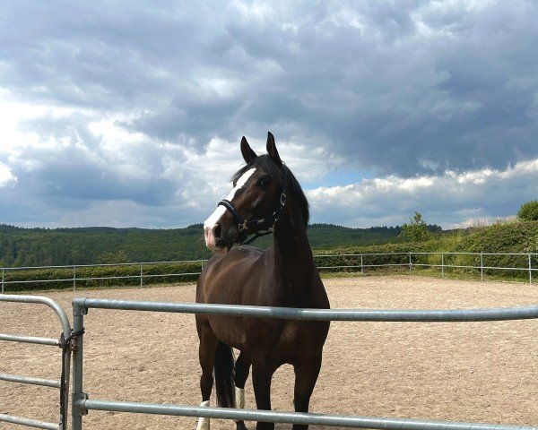 dressage horse White Nose King (Oldenburg, 2014, from Welt Hit II) dressage horse White Nose King (Oldenburg, 2014, from Welt Hit II)