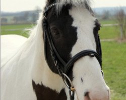 dressage horse Kohinoor 33 (Lewitzer, 2003, from Kaiowa)