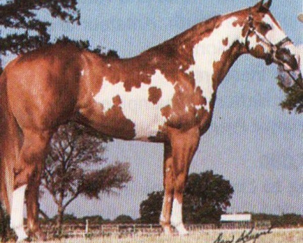 Pferd Calico Sonny (Paint Horse,  , von Sir Sonny Go)