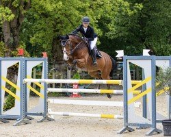 Springpferd Alice du Wonderland J.k.h. Z (Zangersheide Reitpferd, 2011, von Aristo)