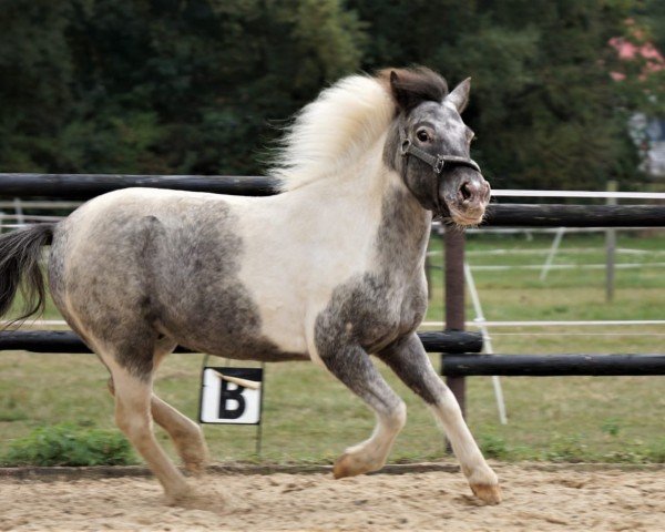 dressage horse Vagabund 138 (Shetland Pony, 2008, from Valko vom Rosengarten)