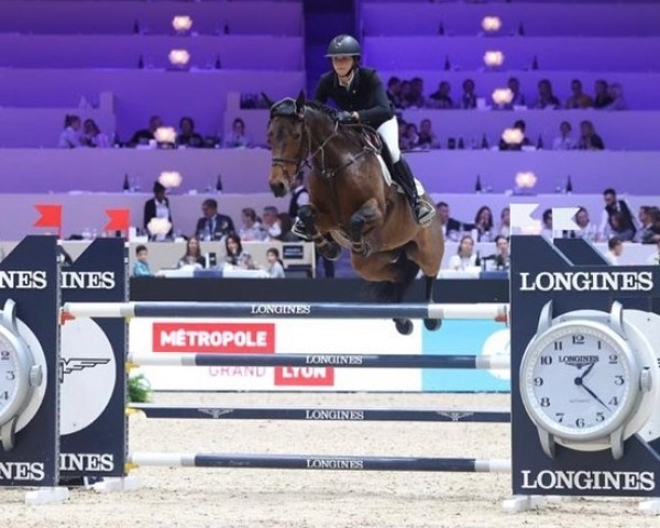 Springpferd Lafaletta (Holsteiner, 2012, von Lasino)