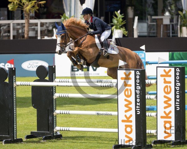 jumper Jk Horsetrucks Hopefull (Belgian Warmblood, 2007, from Mr Blue)