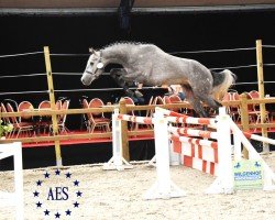 jumper Leasure Lendermen Jkh Z (Zangersheide riding horse, 2015, from Leasue Z)