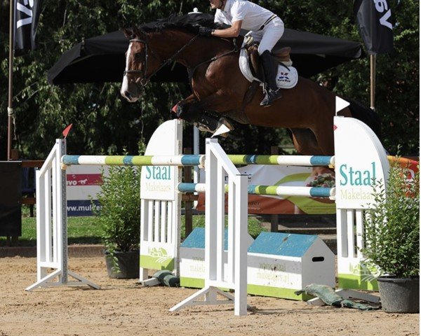 jumper Curlida Jk Horsetruchs Z (Zangersheide riding horse, 2010, from Cascon JK Horsetrucks Z)