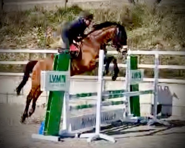 jumper Stubbenhof's Chaccoco (German Warmblood, 2019, from Coreggio)