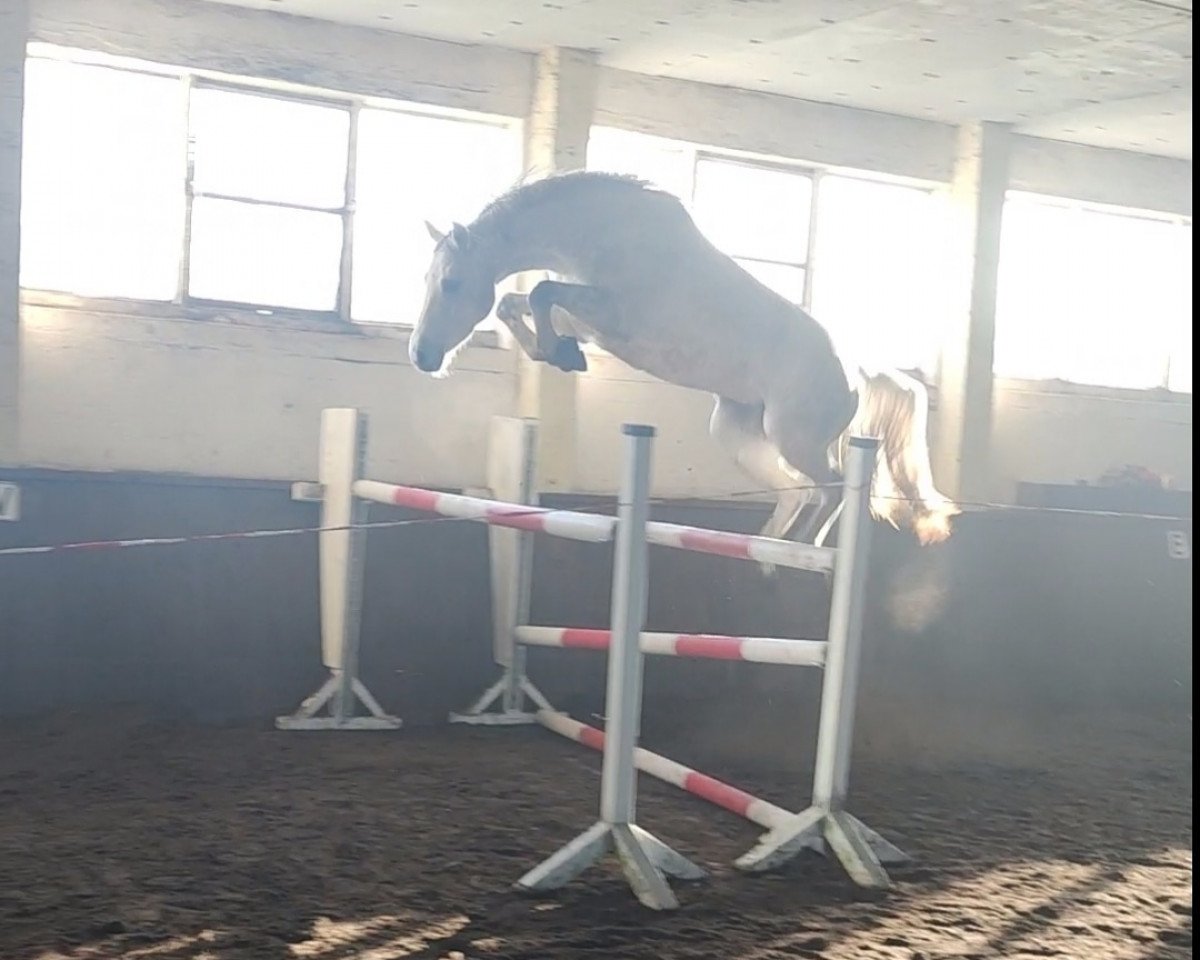 broodmare Charlie's little Tinkerbell (Holsteiner, 2016, from Cornet Obolensky)