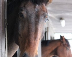 Springpferd Linos TB (Westfale, 2002, von Lancer III)