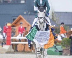 Springpferd Slieve Bloom Bella Rose (Irish Sport Horse, 2013, von Knockferry Cheeky Boots)