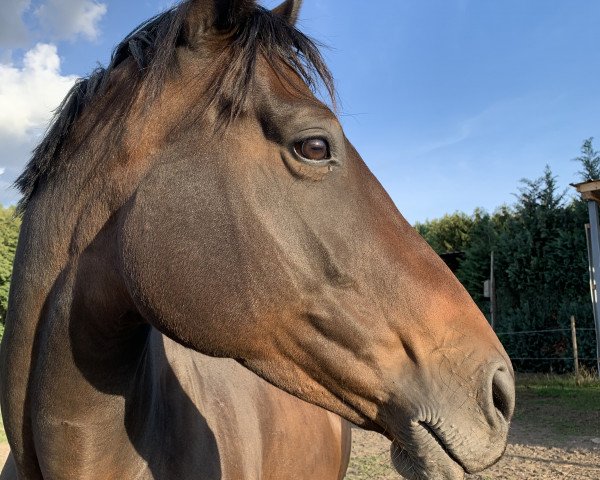horse Kalia my little Flake (Trakehner, 2013, from Windsor)