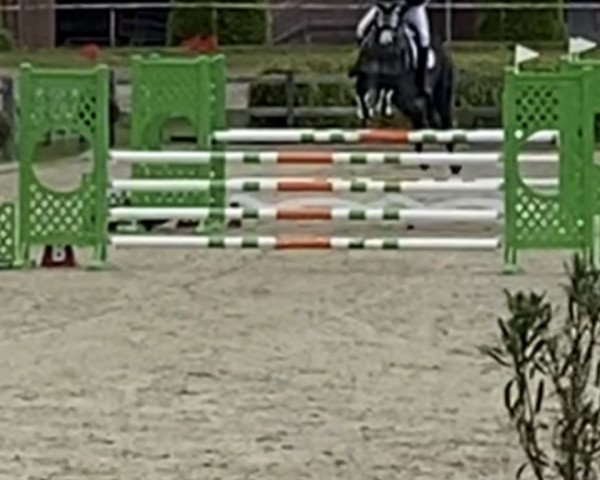 jumper Cypers Moneymaker (Holsteiner, 2014, from Cyper Space)