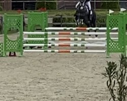 jumper Cypers Moneymaker (Holsteiner, 2014, from Cyper Space)