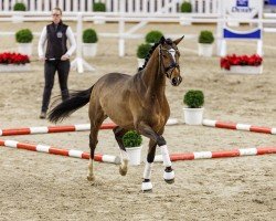 Deckhengst Kanté (Trakehner, 2022, von Rheinglanz)