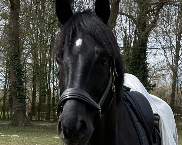 Deckhengst Solo con Giotto M (Hannoveraner, 2014, von Scuderia)
