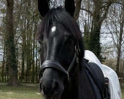 stallion Solo con Giotto M (Hanoverian, 2014, from Scuderia)