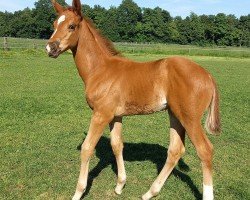 foal by Ella von Harzbeck (Rhinelander, 2025, from Erste Sahne)