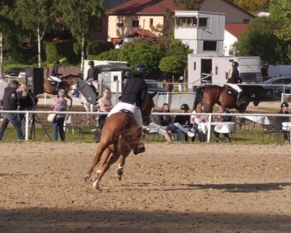 Reitturnier Heiligenwald 2025