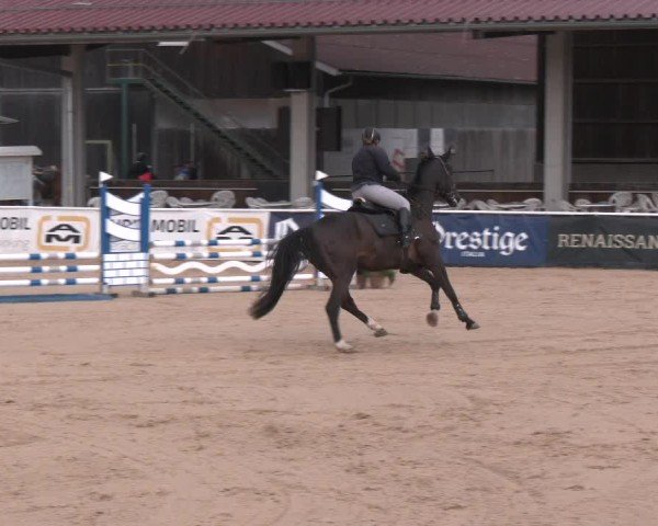 Reitturnier Ranshofen - Braunau am Inn 2025