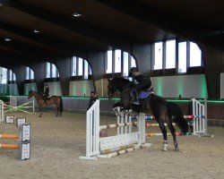 dressage horse Cupido con Cord (Holsteiner, 2012, from Cormint)