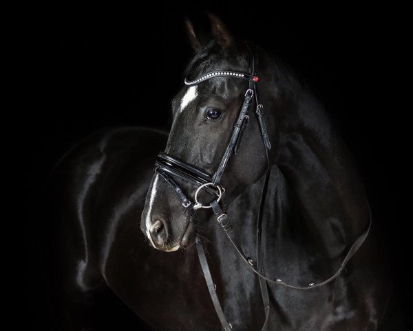 jumper Aargaus Avanti (Hanoverian, 2012, from Aargau)