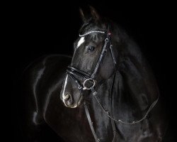 Springpferd Aargaus Avanti (Hannoveraner, 2012, von Aargau)
