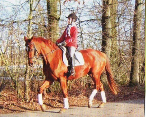 broodmare Weltroyale (Hanoverian, 2006, from Weltroyal)