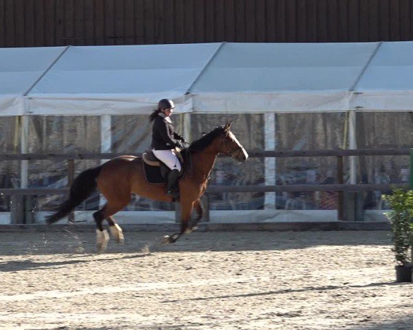 Reitturnier Sulgen 2025