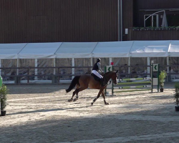Reitturnier Sulgen 2025