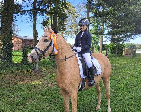 dressage horse A Dream H (German Riding Pony, 2014) dressage horse A Dream H (German Riding Pony, 2014)