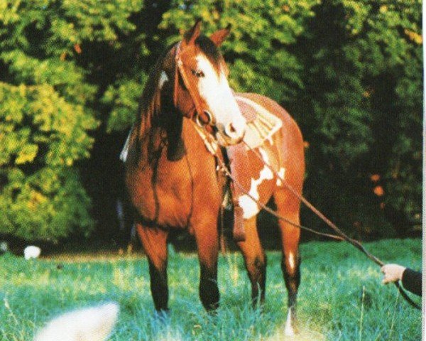 horse Titan (Paint Horse, 1995, from Mr Robin Kent)