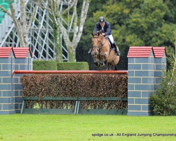 Springpferd Lowhill I No Dat (Irish Sport Horse, 2007, von Carrick Diamond Lad)