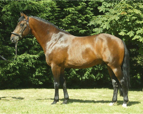 Deckhengst Carrick Diamond Lad (Irish Sport Horse, 1993, von Flagmount Diamond)