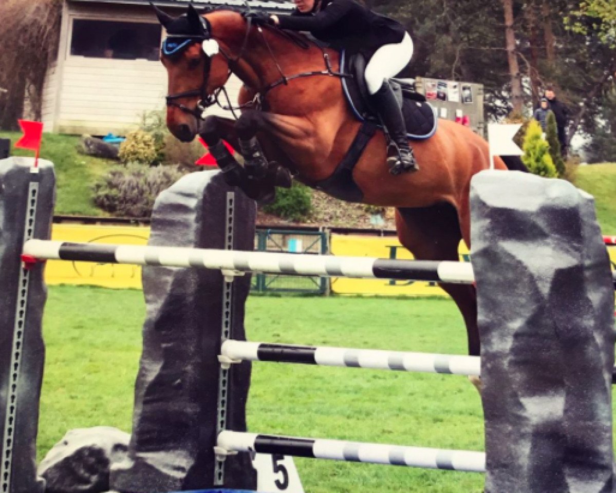 jumper Farouk de La Pomme (Belgian Warmblood, 2005, from Vigo d'Arsouilles)